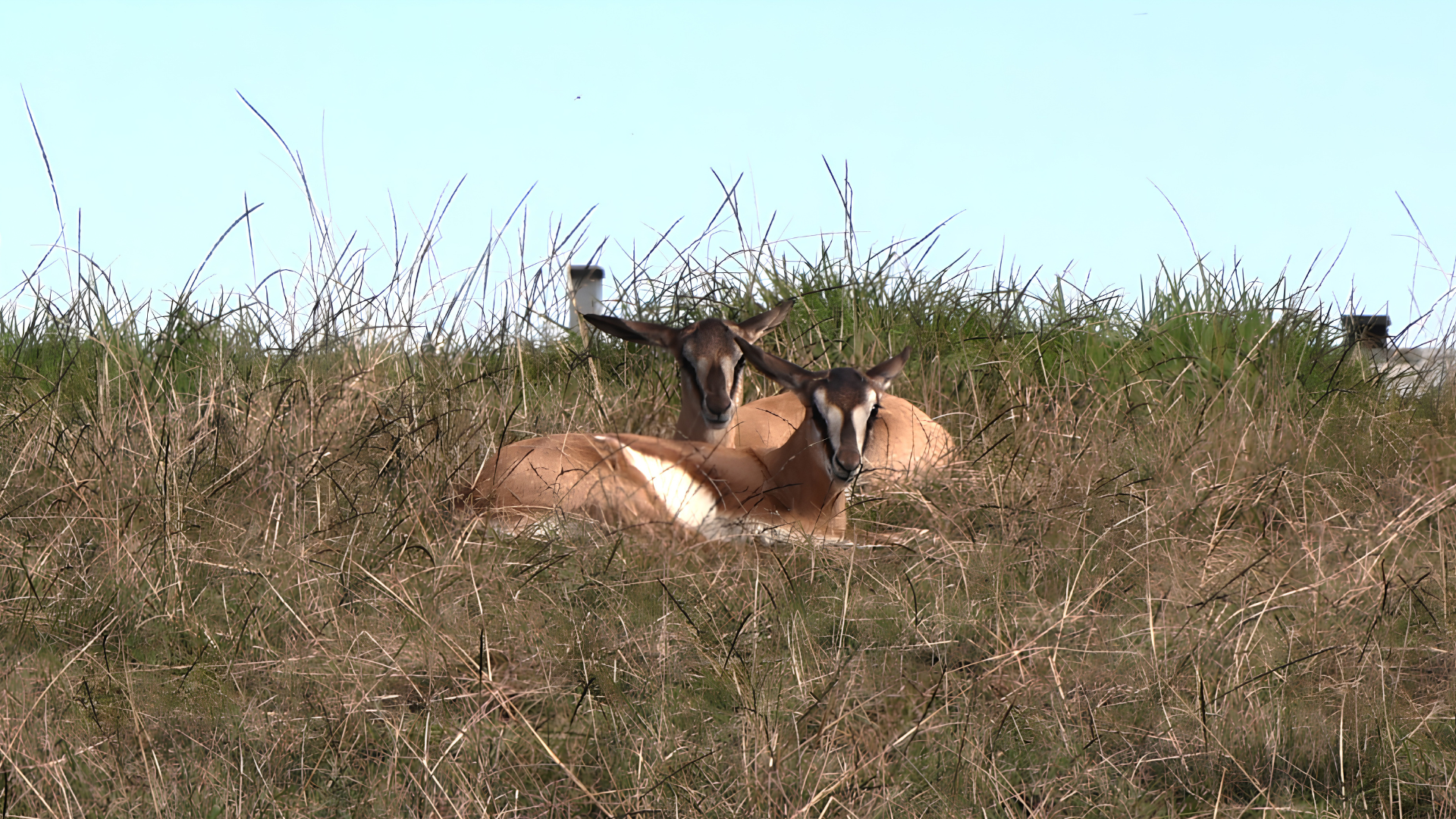 The twins lazing in the rough at Kingswood Golf Estate. Photo: Beatrice Esterhuysen Twin Springbucks at Kingswood