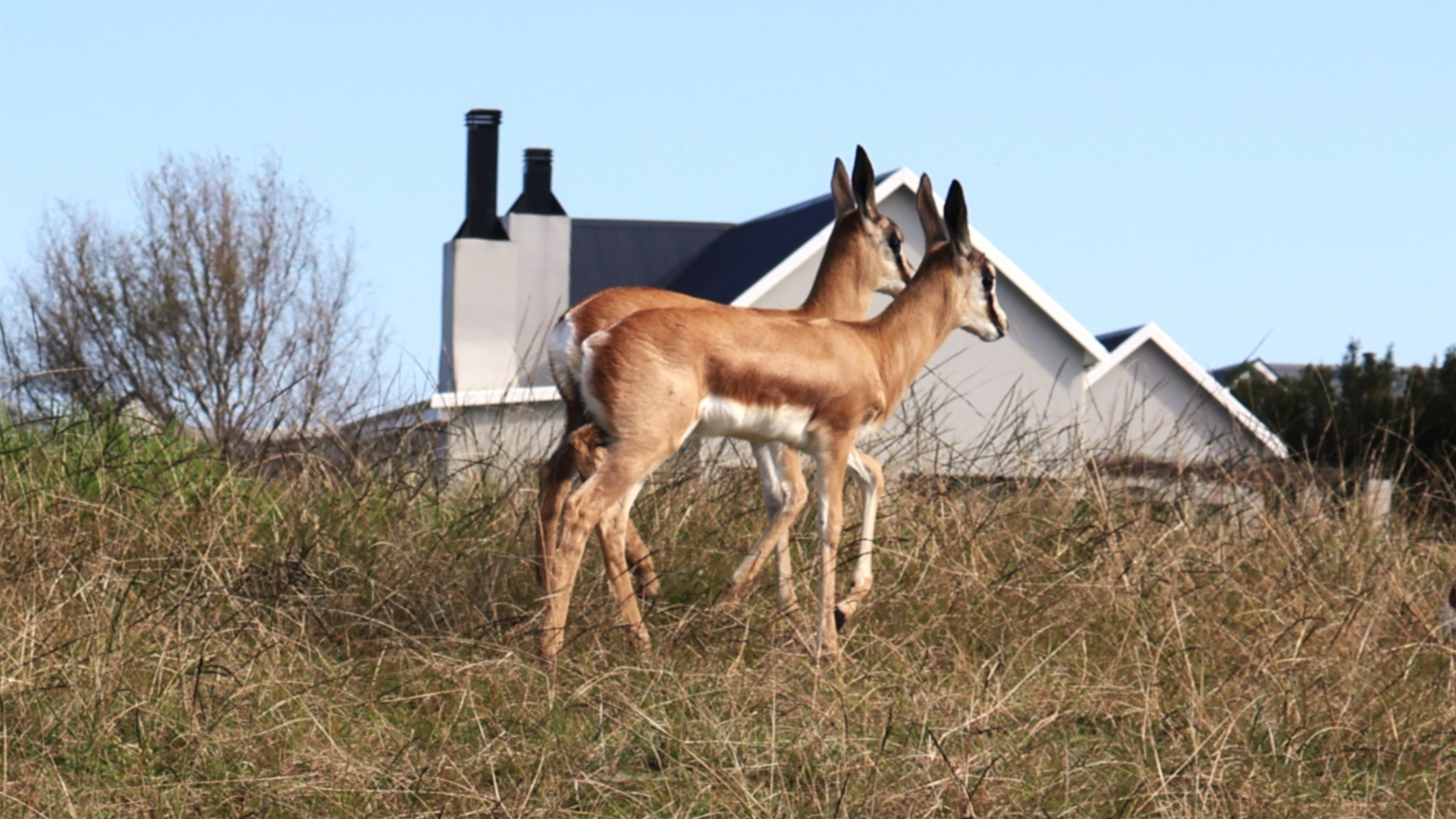 Twin Springbuck Kingswood Golf Estate