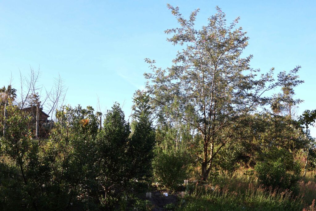 keurboom at Kingswood Golf Estate Fairbourne Forest