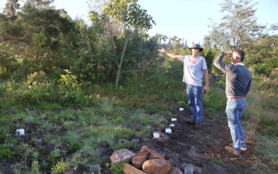Putting the wood back in Kingswood