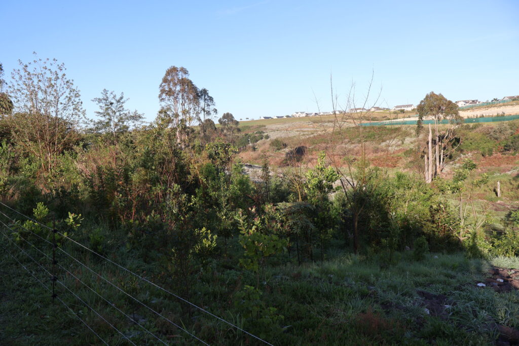 indigenous trees