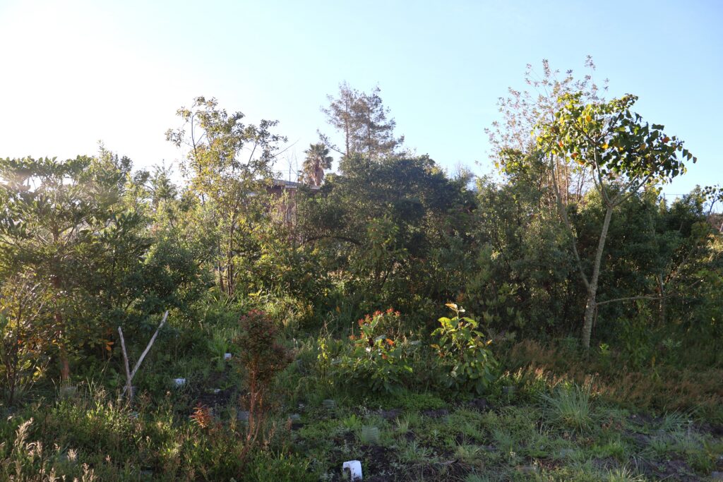 indigenous pocket forest trees miyawaki method